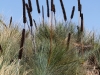 Grass tree and spinifex