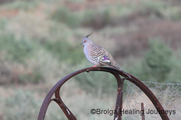 Crested Pigeon near the cottage