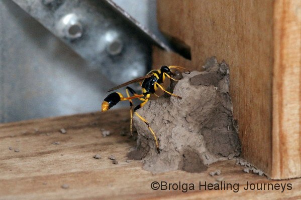 A hornet makes its mud nest in an observation hut