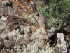 Yellow Footed Rock Wallaby in Middle Gorge