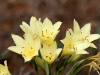 Close-up of the native Andamooka Lily