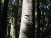 Bunya Pine, trunk showing scarring of footholds cut long ago by Aboriginal climbers