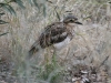 Bush Stone-Curlew doing its best to blend in to the bush.