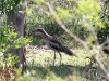 Male Bush Stone Curlew at Ross River Resort