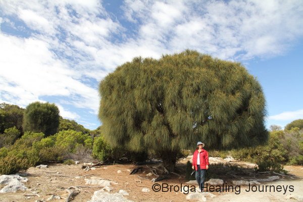 Nirbeeja beside a beautiful Sheoak, Cape Borda, Flinders Chase National Park.  The underside of the tree has been grazed by the local kangaroos