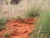 Sand Goanna seen beside road on our way to Cave Hill