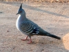 Crested Pigeon, Alice Springs