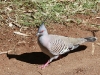 Crested Pigeon, a frequent visitor at Alice Springs
