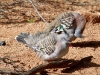 Crested Pigeons, Alice Springs
