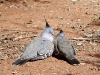 Crested Pigeons enjoys the warmth of the sun on a cool morning, Alice Springs
