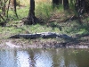 Saltwater (Estuarine) Crocodile, Marglu Billabong, near Wyndham WA