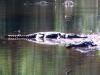 Freshwater (Johnstone's) Crocodile, Windjana Gorge, the Kimberley WA