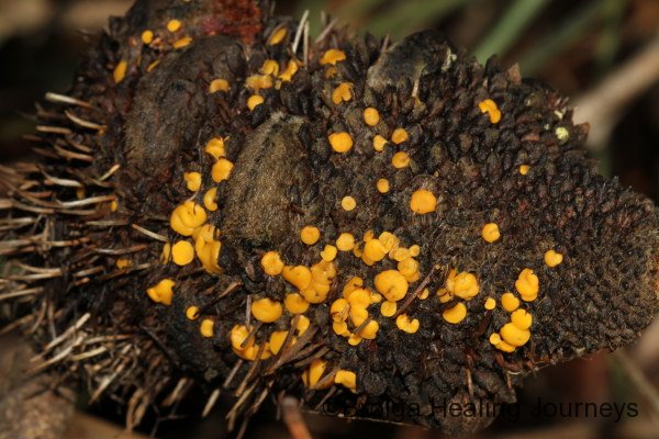 A Cup Fungus, Bisporella citrina, commonly found on dead Banksia cones just like this.