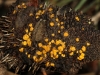 A Cup Fungus, Bisporella citrina, commonly found on dead Banksia cones just like this.