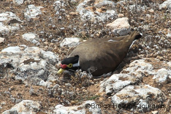 Banded Lapwing sitting on her eggs