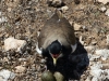 Banded Lapwing prepares to sit on her eggs, despite the survey team&#039;s presence close by.