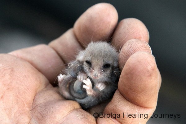 Australia's wildlife is in safe hands with the AWC. A juvenile Western Pygmy Possum, beautiful, irresistable and fragile.