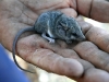 Another Little Long Tailed Dunnart. As cute as a button. 