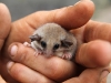 Western Pygmy Possum.  How could anyone resist that face?