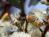 A mass of native bees and wasps flock to a newly opened gum blossum.