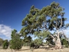 Old Red Gum and smaller Native Pines.