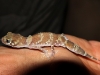Nephrurus milii (Barking Gecko)