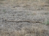 Western Brown Snake, est 1.5 to 2 metres long