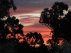 Sunset view from the Red Gums