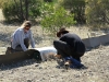 Volunteers Katja and Rob setting up funnel traps