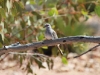 Diamond Dove, MacDonnell Ranges NT