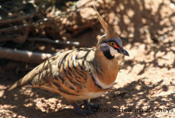Spinifex Pigeon, Alice Springs