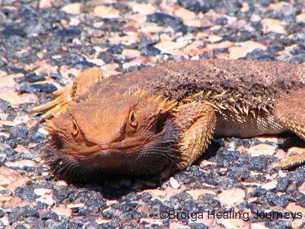 Central Bearded Dragon, acting as a road block, East MacDonnell Ranges NT