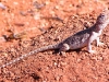 Central Netted Dragon, Mt Gillen NT