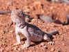 Central Netted Dragon, Mt Gillen NT