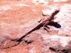 Dragon, the Kimberley WA