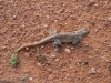Yet another Central Netted Dragon, Rainbow Valley NT