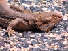 Central Bearded Dragon, East MacDonnell Ranges, NT