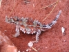 Thorny Devil, Alice Springs Reptile Centre