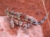 Thorny Devil, Alice Springs Reptile Centre