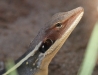 Close-up of Long Nosed Dragon, Trephina Gorge NT