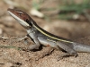Long Nosed Dragon, Trephina Gorge NT