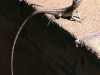 Long Nosed Dragon, Broome WA