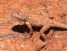 Ring-Tailed Bicycle Dragon, Pilbara WA
