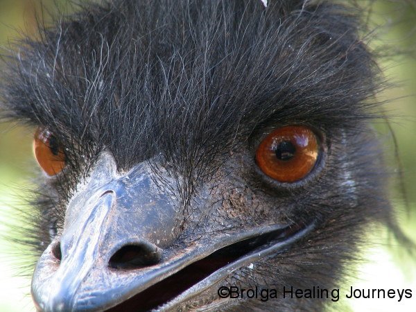 close-up-of-adult-emu_0