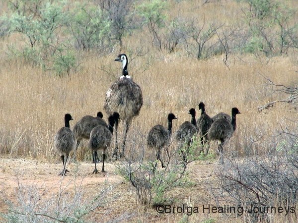 father-emu-takes-the-chicks-for-a-stroll-near-wilpena-pound-sth-aust_0