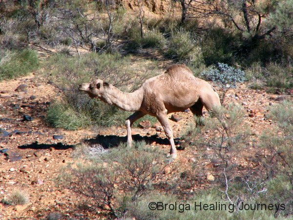 Feral camel, Rudall river Ntl Pk, outback WA