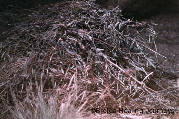A nest in progress, courtsey of the Greater Stick Nest Rats of Alice Springs Desert Park