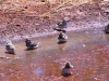 Zebra Finches enjoy a puddle following rain, Tennant Creek NT