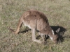 Western Grey Kangaroo, near Tapanappa Lookout, Deep Creek Conservation Reserve