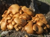 Amazing fungi on tree-stump near Tapanappa Lookout, Deep Creek Conservation Reserve
